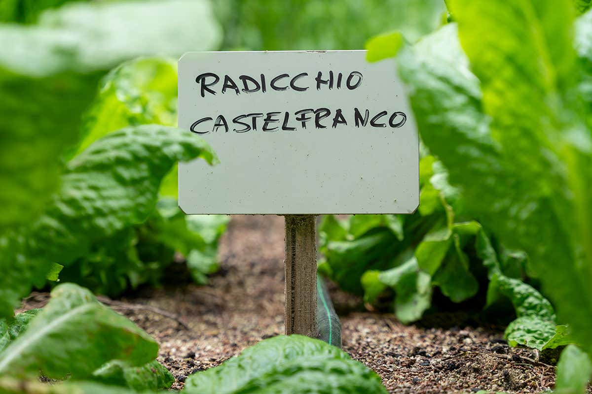 All'Osteria di Passignano la creatività della cucina nasce dall'orto