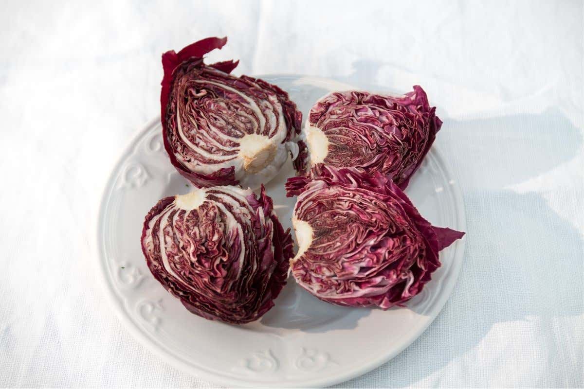 “Il Paese dei radicchi”, in un libro tutto sulla deliziosa cicoria made in Italy