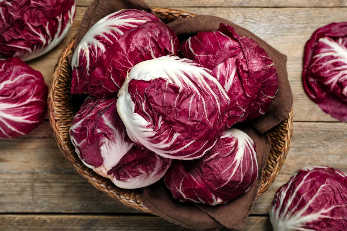 Tutti i benefici del radicchio, ortaggio simbolo dell’autunno italiano Tutti i benefici del radicchio, ortaggio simbolo dell’autunno italiano