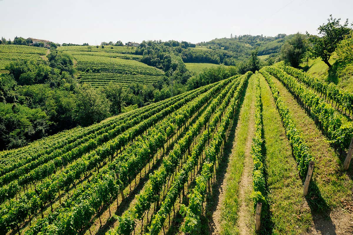 Radikon lancia POP, il vino che attraversa i confini e parla ai popoli Radikon lancia POP, il vino che attraversa i confini e parla ai popoli