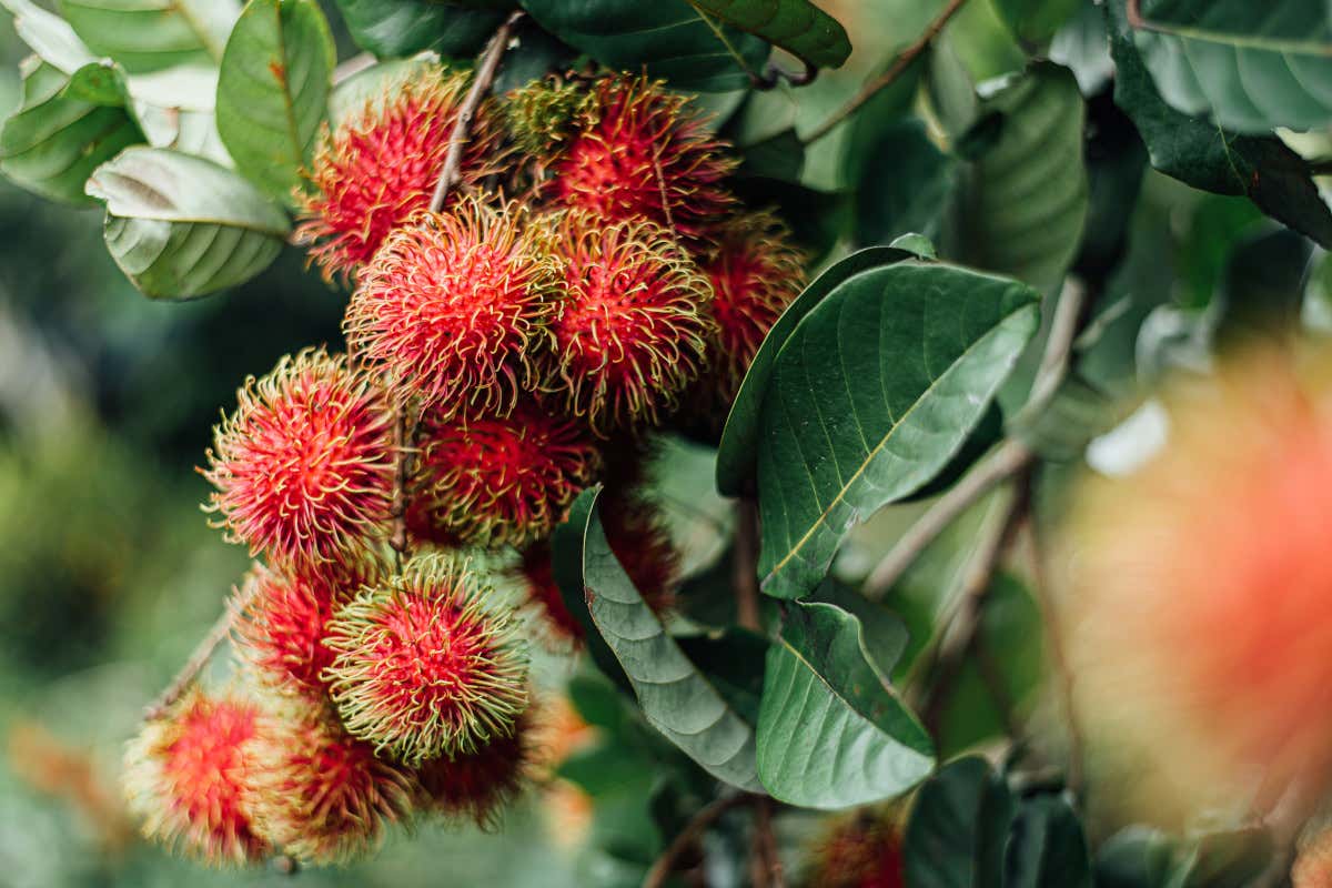 Alla scoperta del frutto tropicale “capelluto” che sorprende per gusto e nutrienti Alla scoperta del frutto tropicale “capelluto” che sorprende per gusto e nutrienti