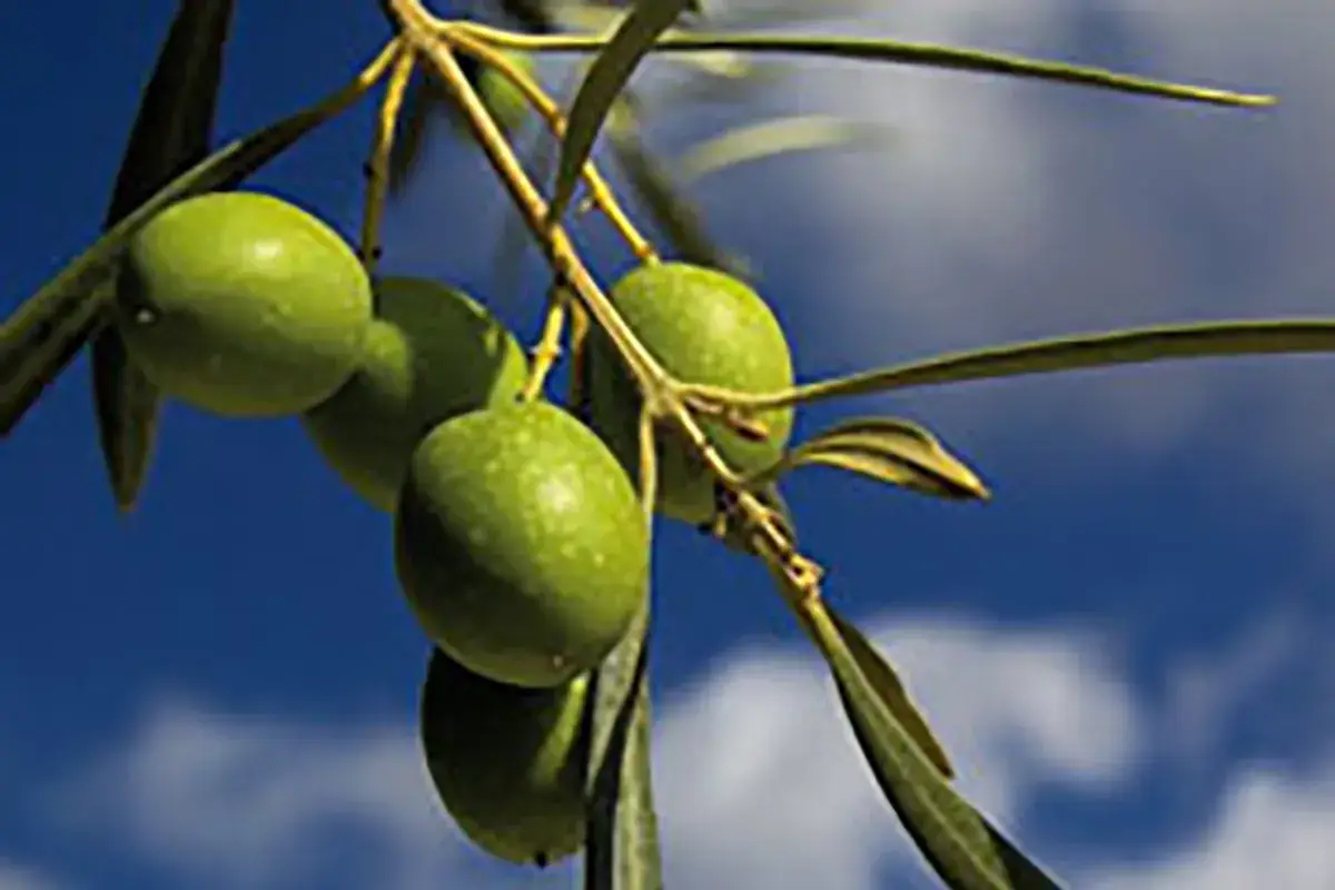 Il rilancio dell'olio di oliva passa anche dall'interprofessione