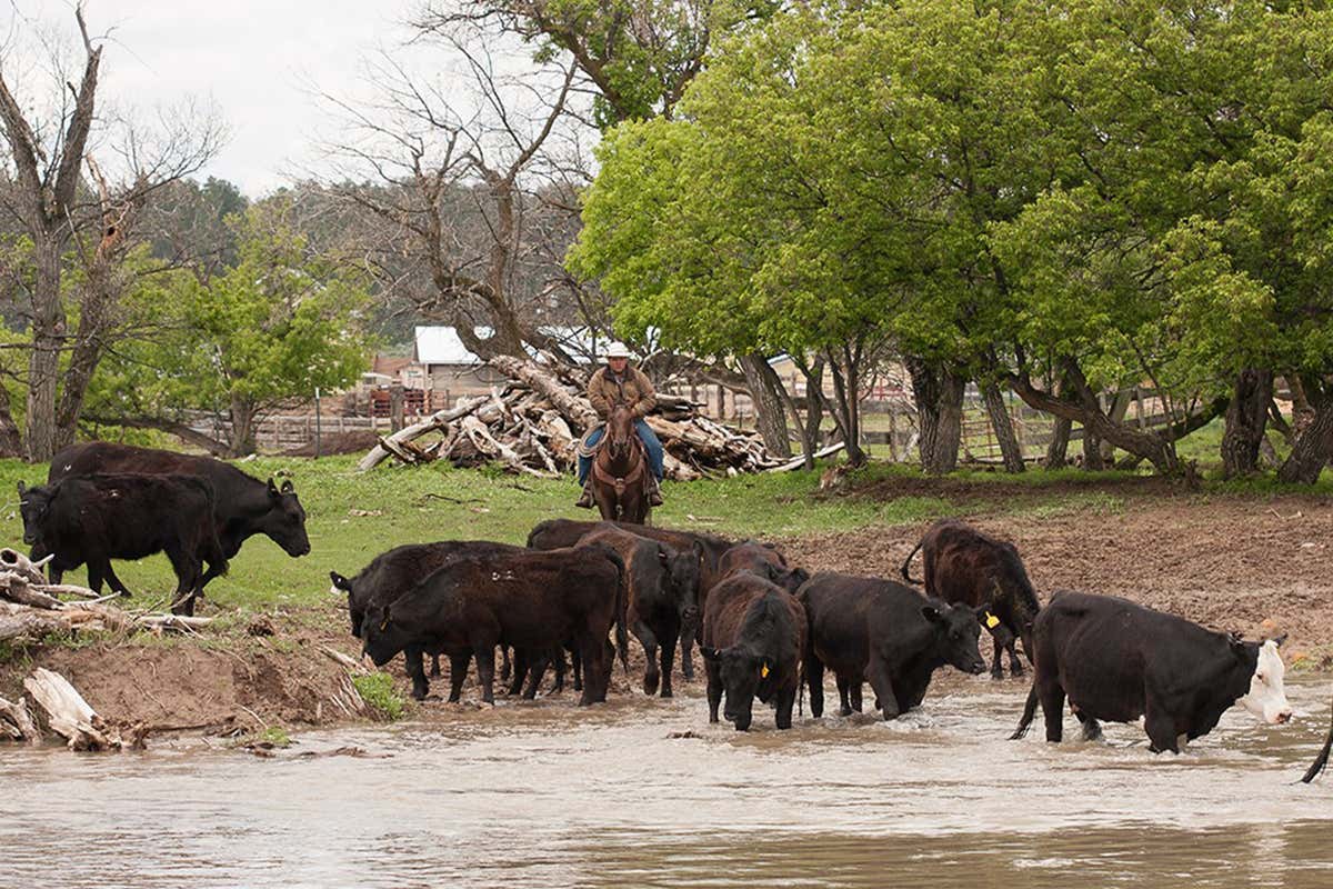 Come un vero mandriano. Foto: Kara Creek Ranchr  