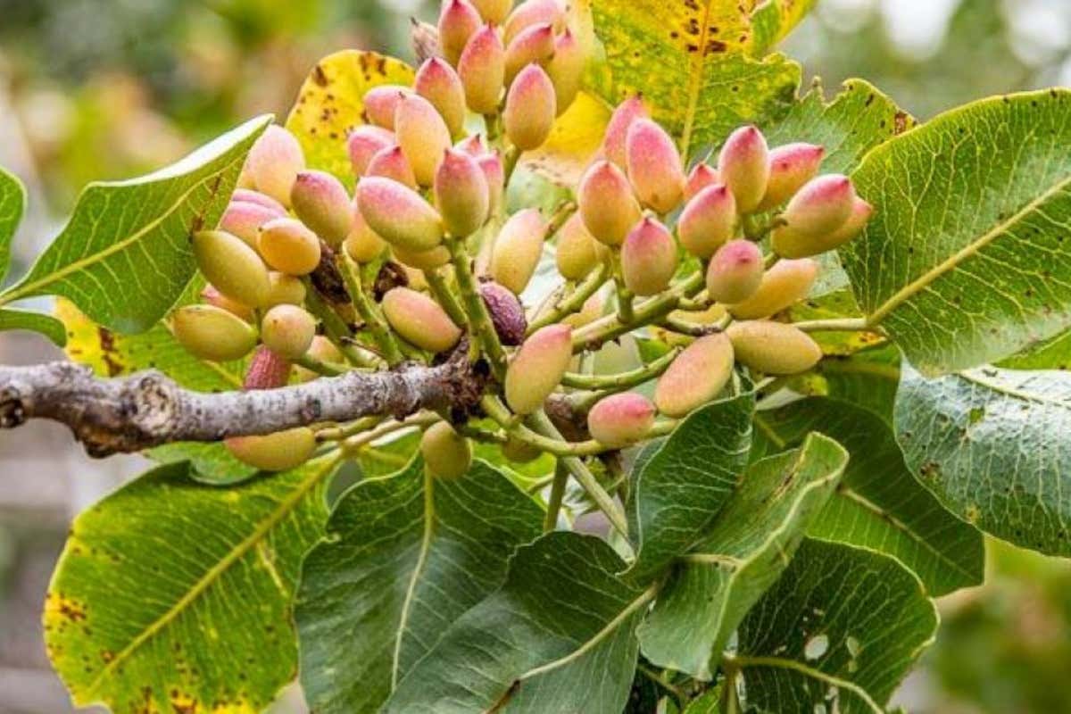 Il pistacchio di Bronte non è quello che credi: verità, storia e falsi miti