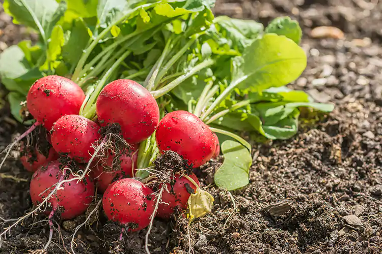 Meloni, angurie e ravanelli: l'estate si fa largo nell'ortofrutta