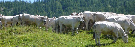 Consumi di carne bovina in Italia Italiana o estera? Solo di qualità