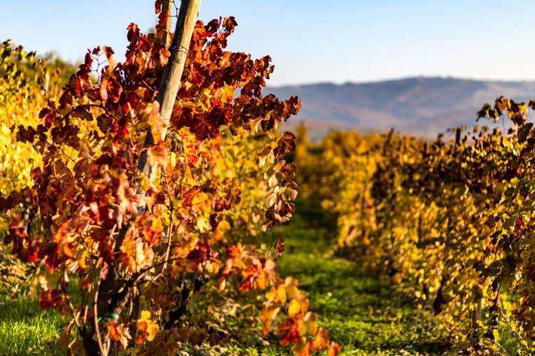 I vigneti dell'azienda agricola Rebollini (Rebollini, il Pinot Nero Re.Noir  debutta con l'annata 2016)