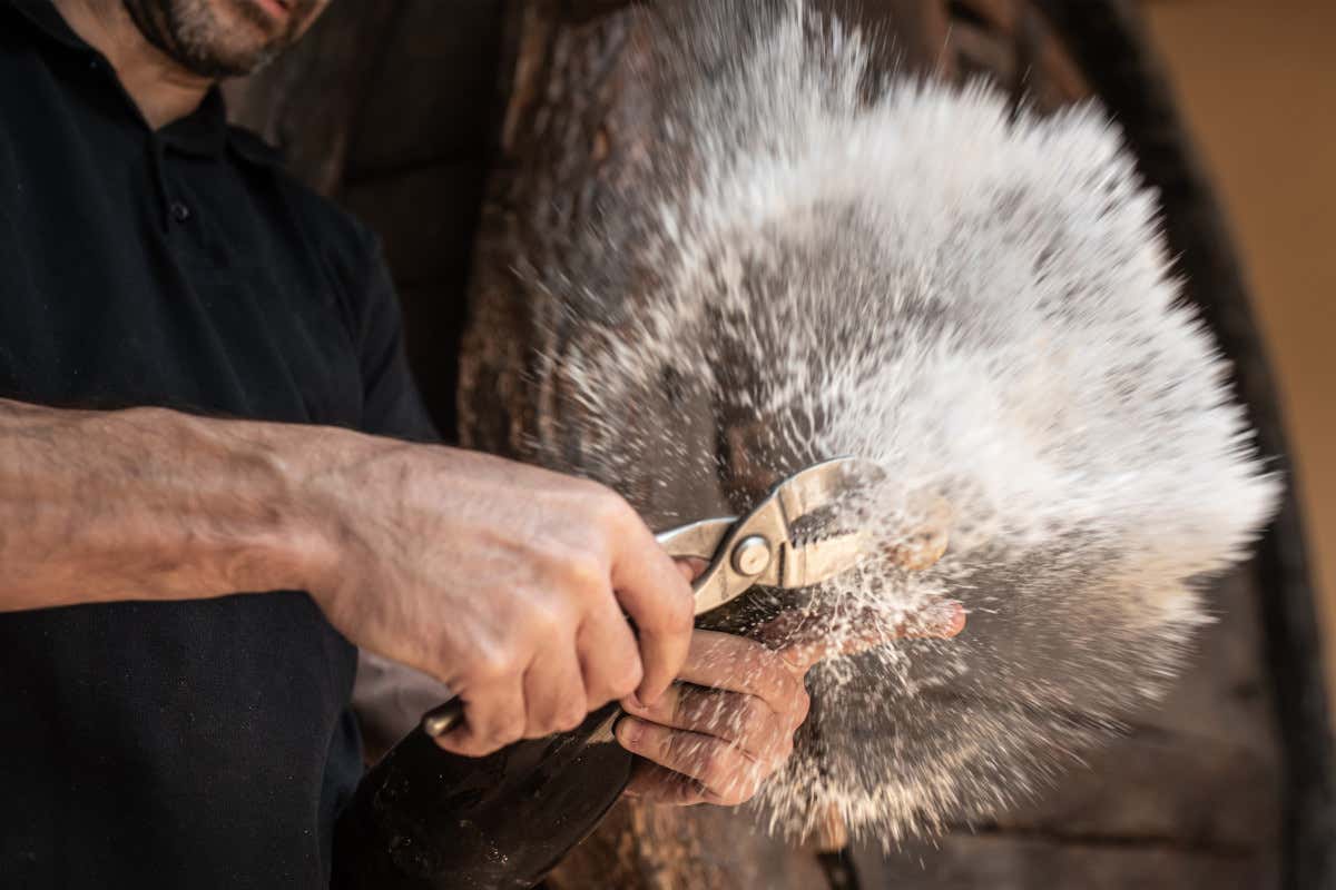 Record assoluto per le vendite di Cava nel 2023: «Ora puntiamo al 100% biologico»