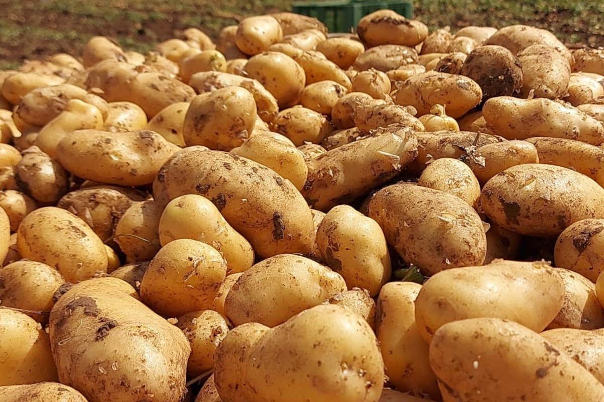 Giornata internazionale della patata: il tubero che unisce arte, poesia e cucina Giornata internazionale della patata: il tubero che unisce arte, poesia e cucina