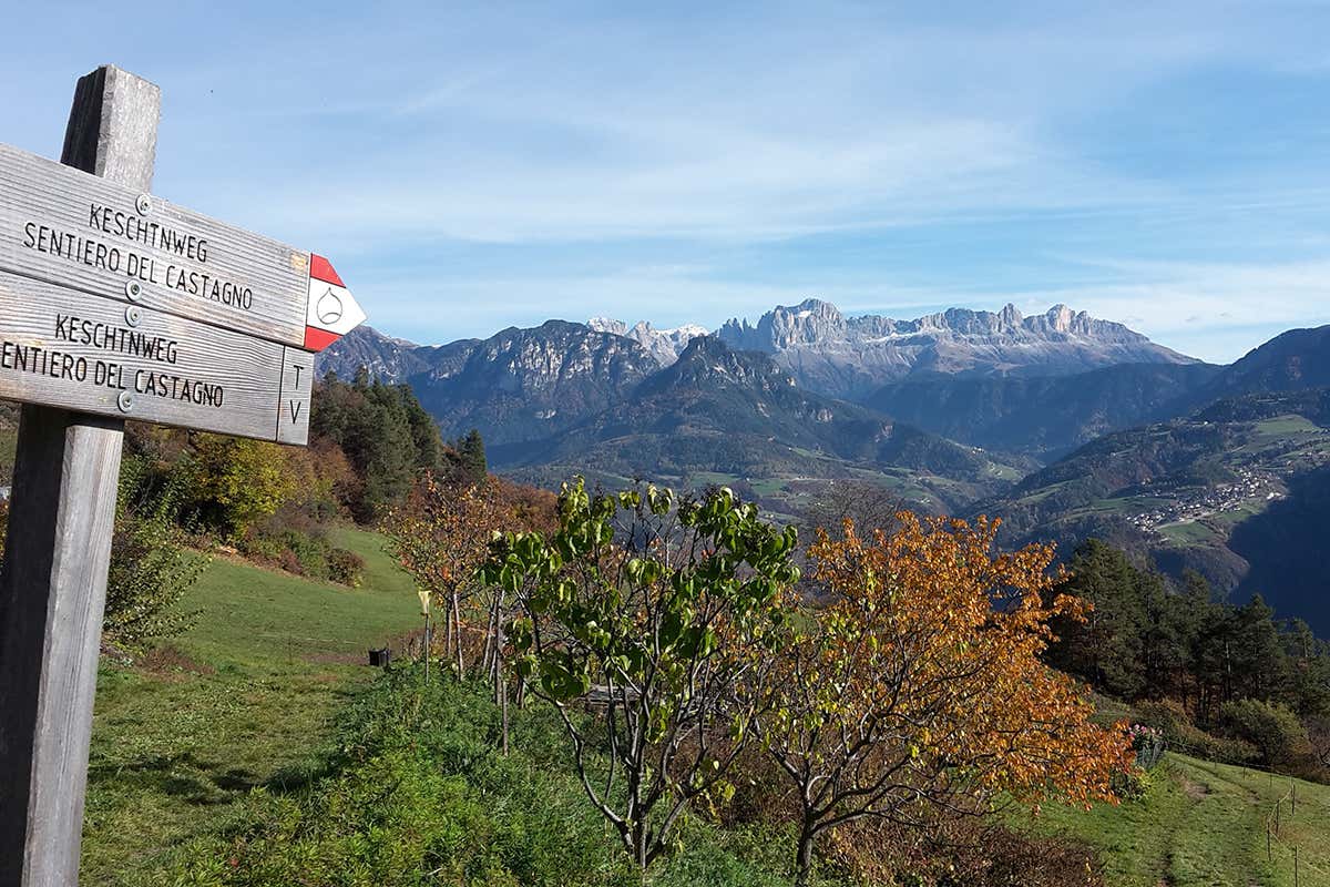 Sentiero del castagno. Foto: Tourismusverein Ritten Foto Doris Obkircher 