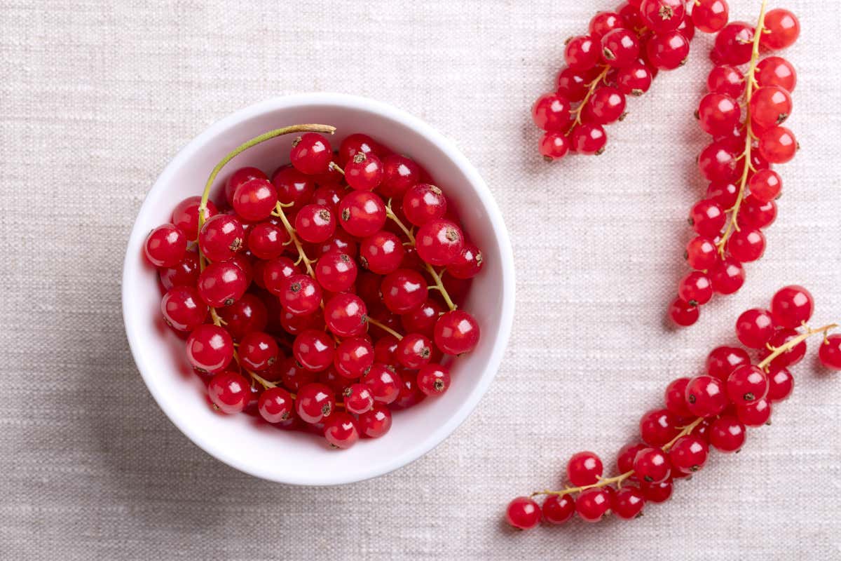 Ribes rosso: proprietà, benefici, valori nutrizionali e usi in cucina Ribes rosso: proprietà, benefici, valori nutrizionali e usi in cucina