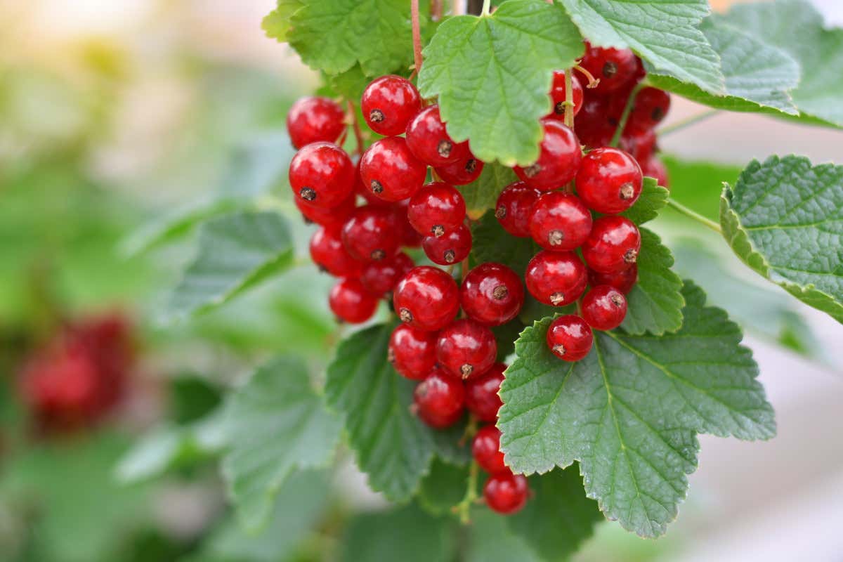 Ribes rosso: proprietà, benefici, valori nutrizionali e usi in cucina Ribes rosso: proprietà, benefici, valori nutrizionali e usi in cucina
