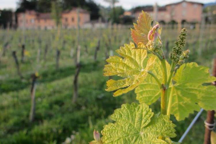 Germogli di vite in Franciacorta (Ricci Curbastro, con Gualberto ha inizio la 18&ordf; generazione)