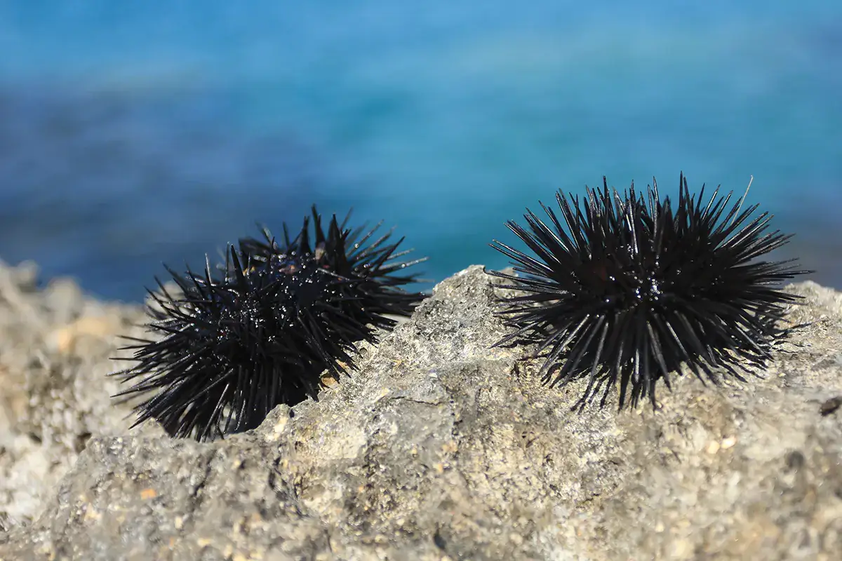 Dal 22 gennaio stop alla pesca e alla vendita dei ricci di mare in Sardegna In Sardegna stop di 3 anni alla pesca e alla vendita dei ricci di mare