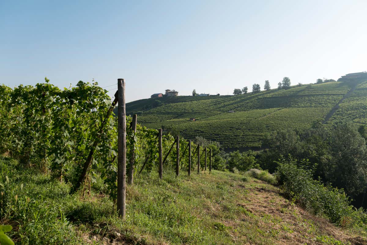 Livia, Michele e Lorenzo Fontana: così nasce il Barolo che guarda lontano Livia, Michele e Lorenzo Fontana: così nasce il Barolo che guarda lontano