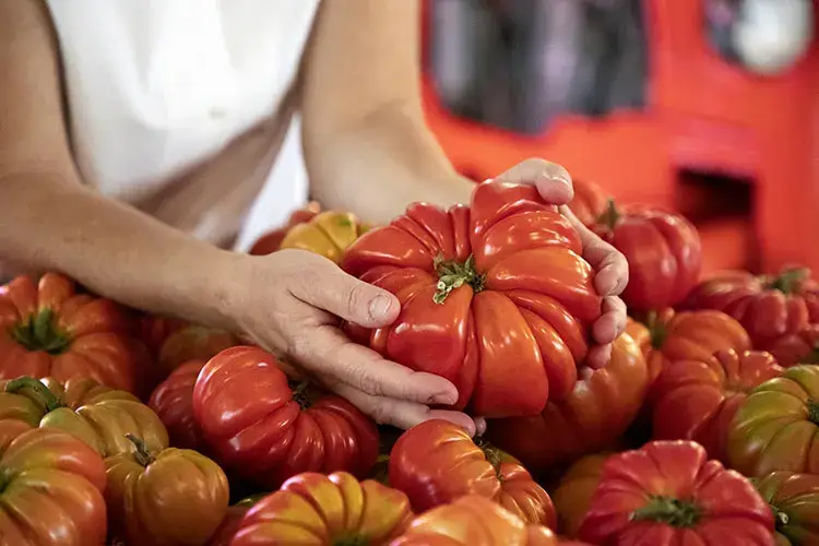 L'antico pomodoro Riccio di Parma