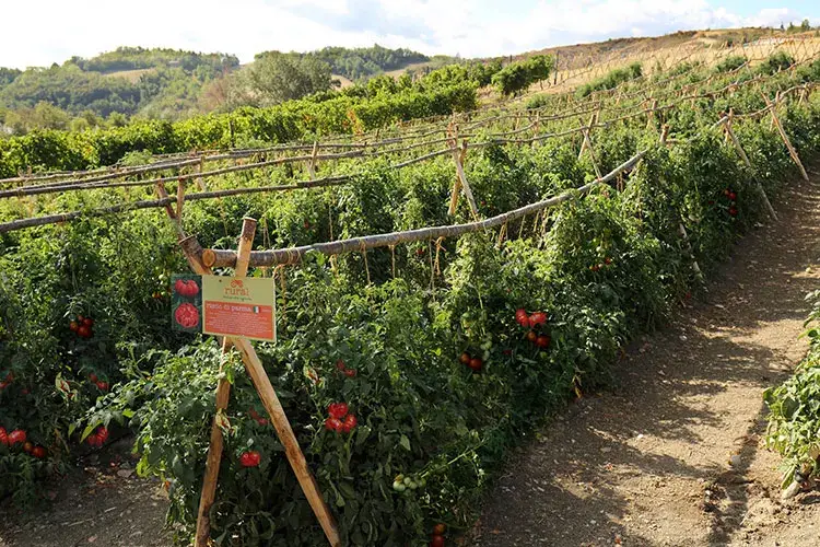 Il pomodoro Riccio di Parma &egrave; acquistabile a Rural