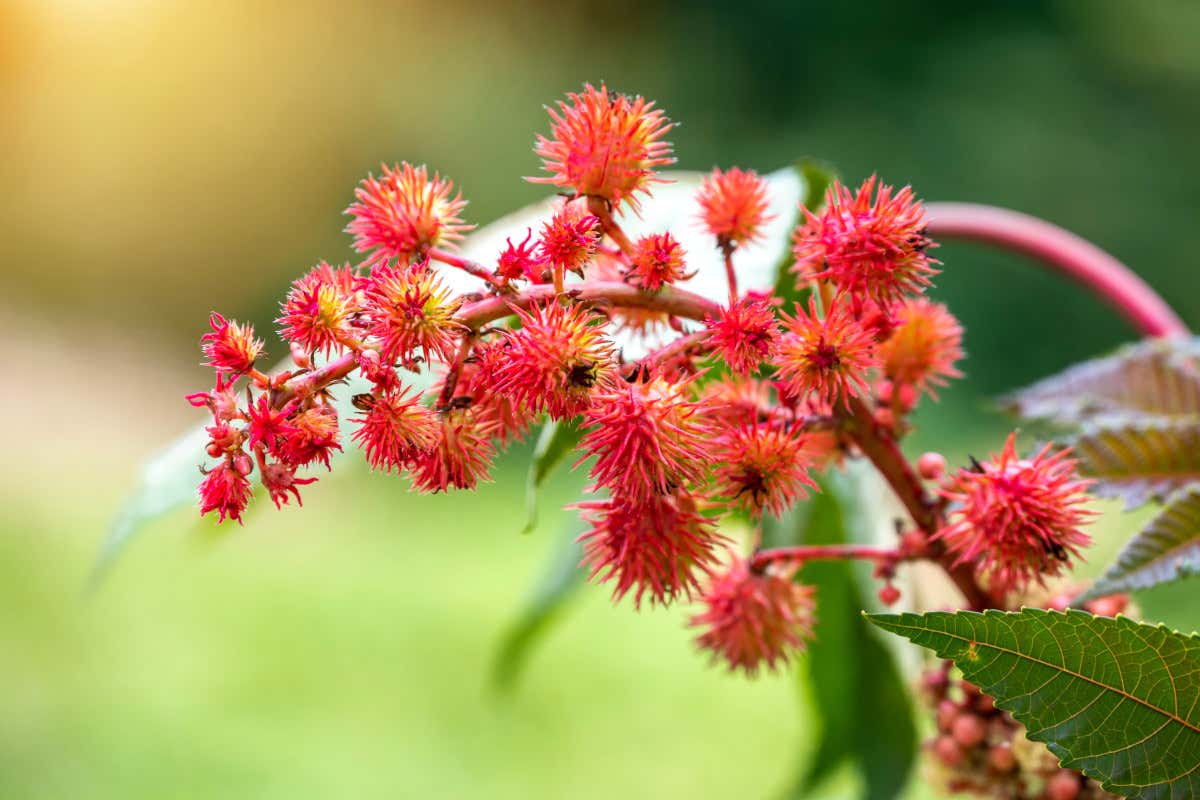 La ricina è una tossina proteica di origine vegetale estratta dai semi della pianta di ricino