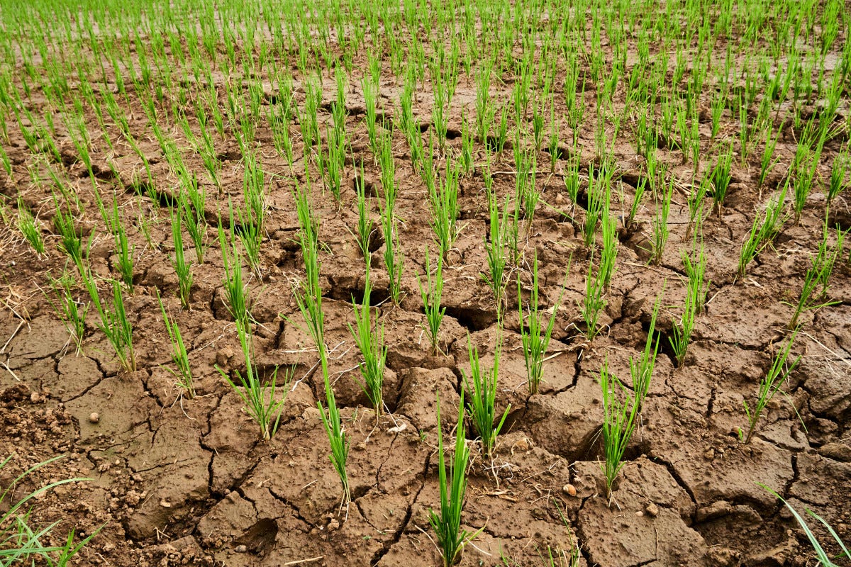 La siccità travolge il riso nel Pavese: a rischio la metà della produzione