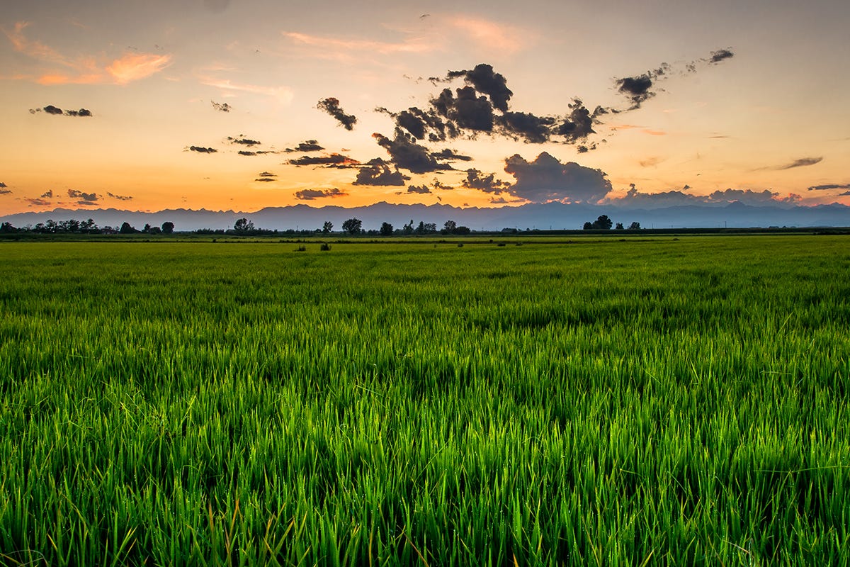 Una risaia La siccità travolge le risaie: nel Pavese e nella Lomellina a rischio l'80% dei raccolti