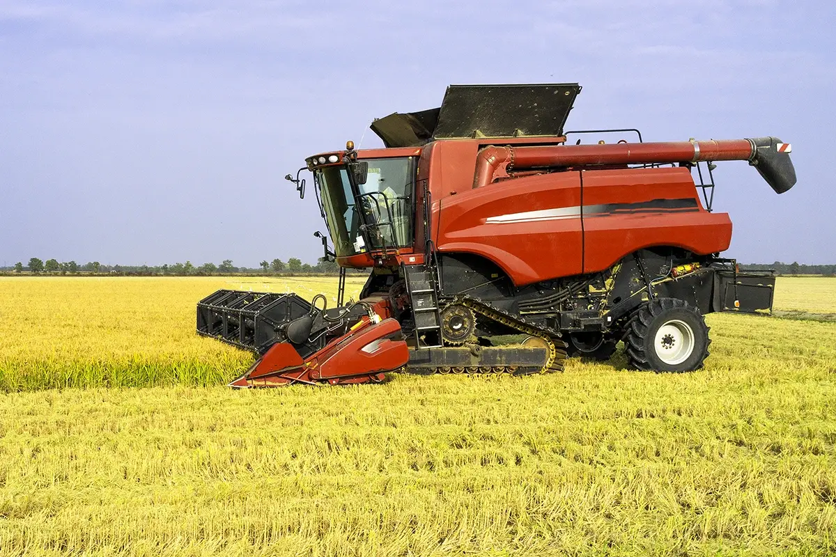 Clima, scatta la raccolta del riso in Lombardia Riso lombardo: raccolta in ritardo e calo della produzione