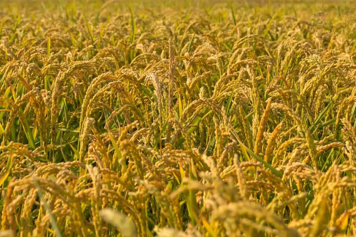 Ente Risi: a rischio 3mila ettari di risaie novaresi per la siccit&agrave;