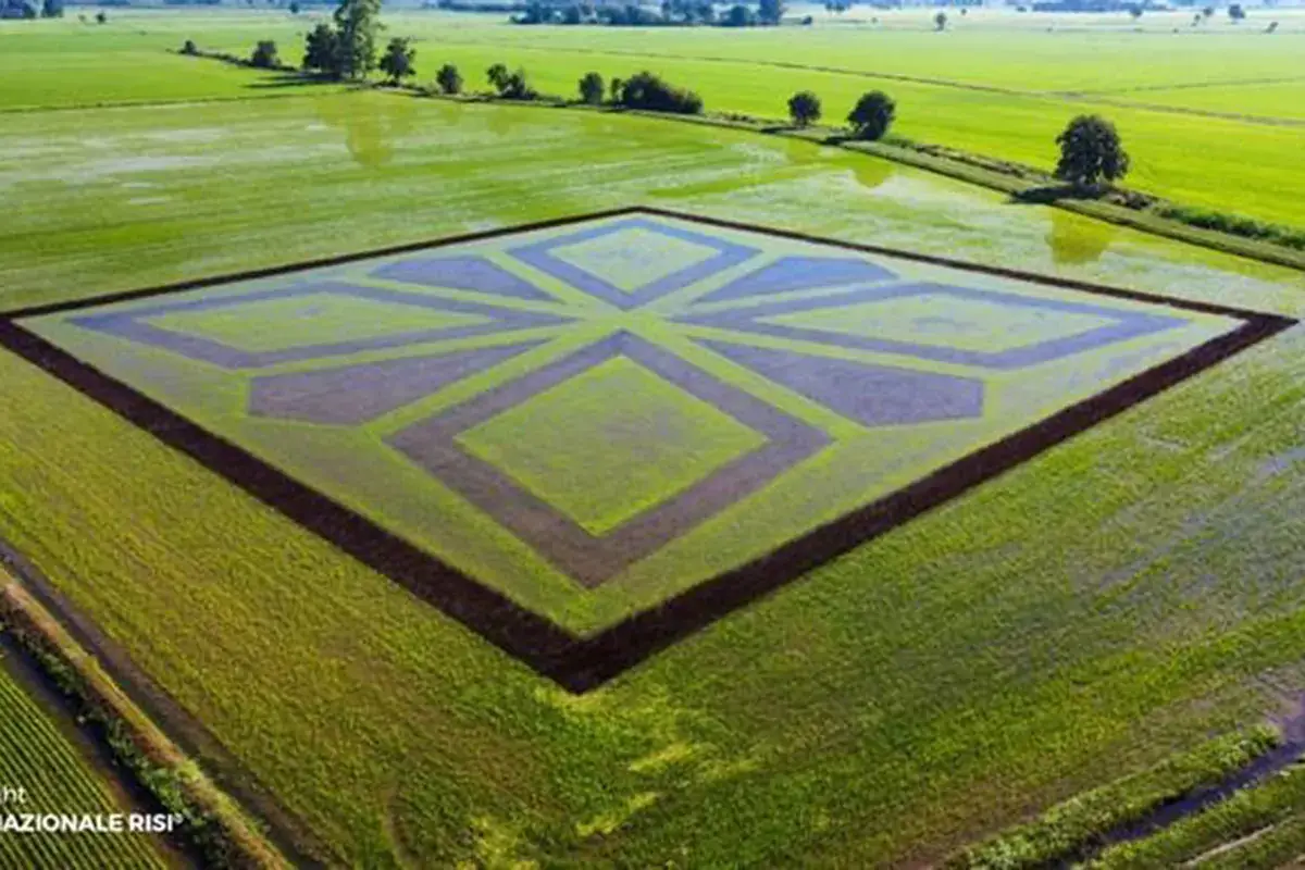 Il Risegno (Fonte: Ente nazionale risi) Un disegno grande 25 campi da tennis per i 90 anni dell'Ente nazionale risi