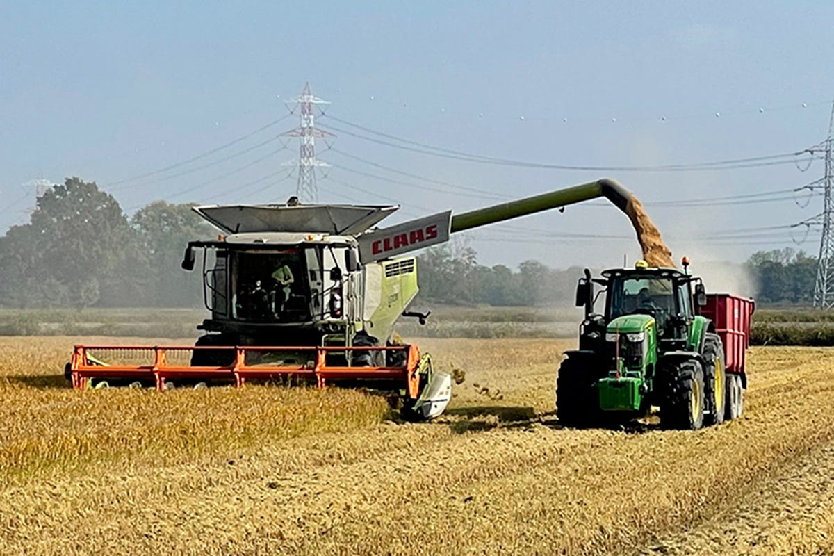 Lievitano i costi di produzione Il riso italiano è in crisi, crolla la produzione e aumentano i costi