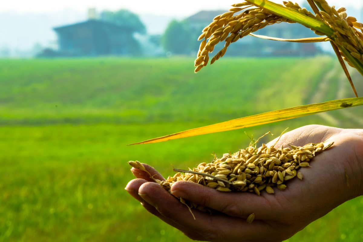 Il riso pian piano conquisto l&rsquo;Italia e si diffuse soprattutto nelle zone paludose e stagnanti 