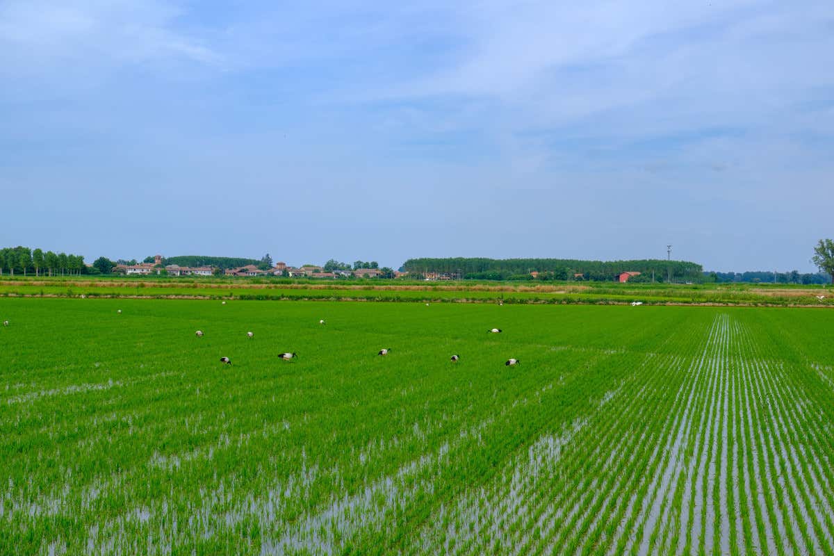 Riso pavese, la raccolta rischia di chiudersi con un calo del 10% Riso pavese, la raccolta rischia di chiudersi con un calo del 10%