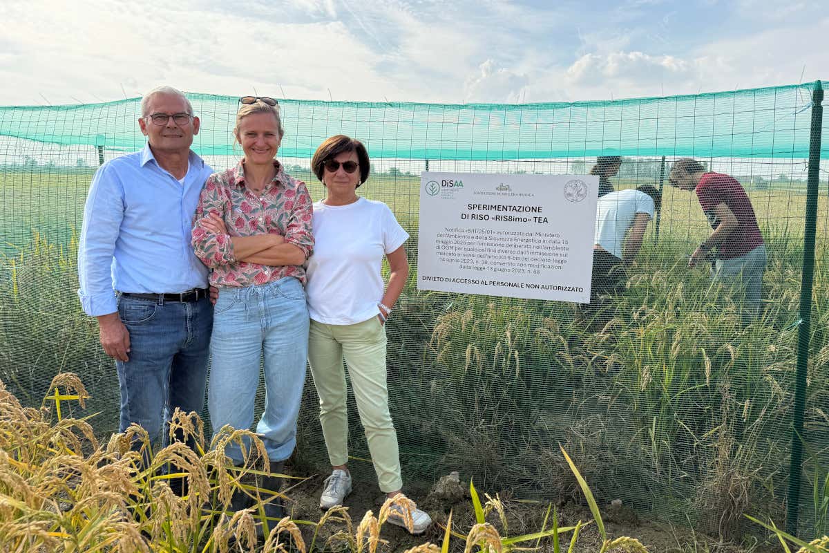 In Lomellina il riso del futuro: prime prove con le Tecniche di evoluzione assistita