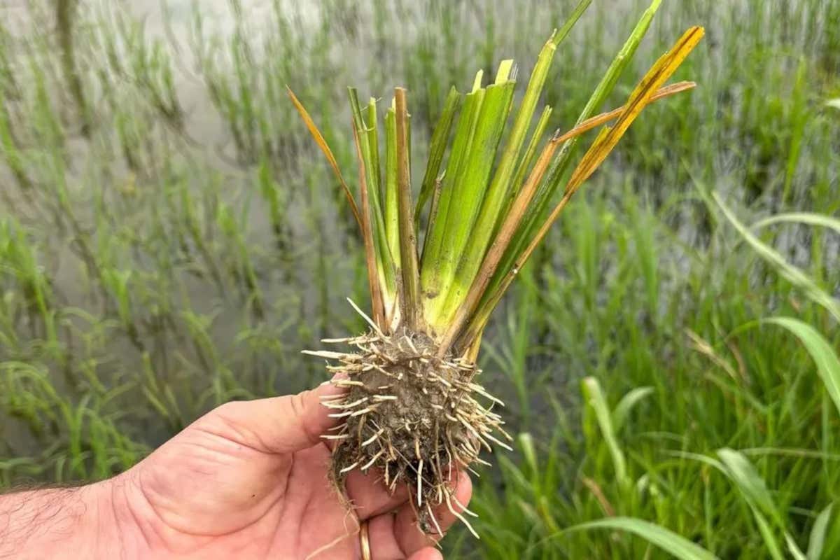 Riso Tea: vandali distruggono campo sperimentale, ma la ricerca non si ferma Riso Tea: vandali distruggono campo sperimentale, ma la ricerca non si ferma