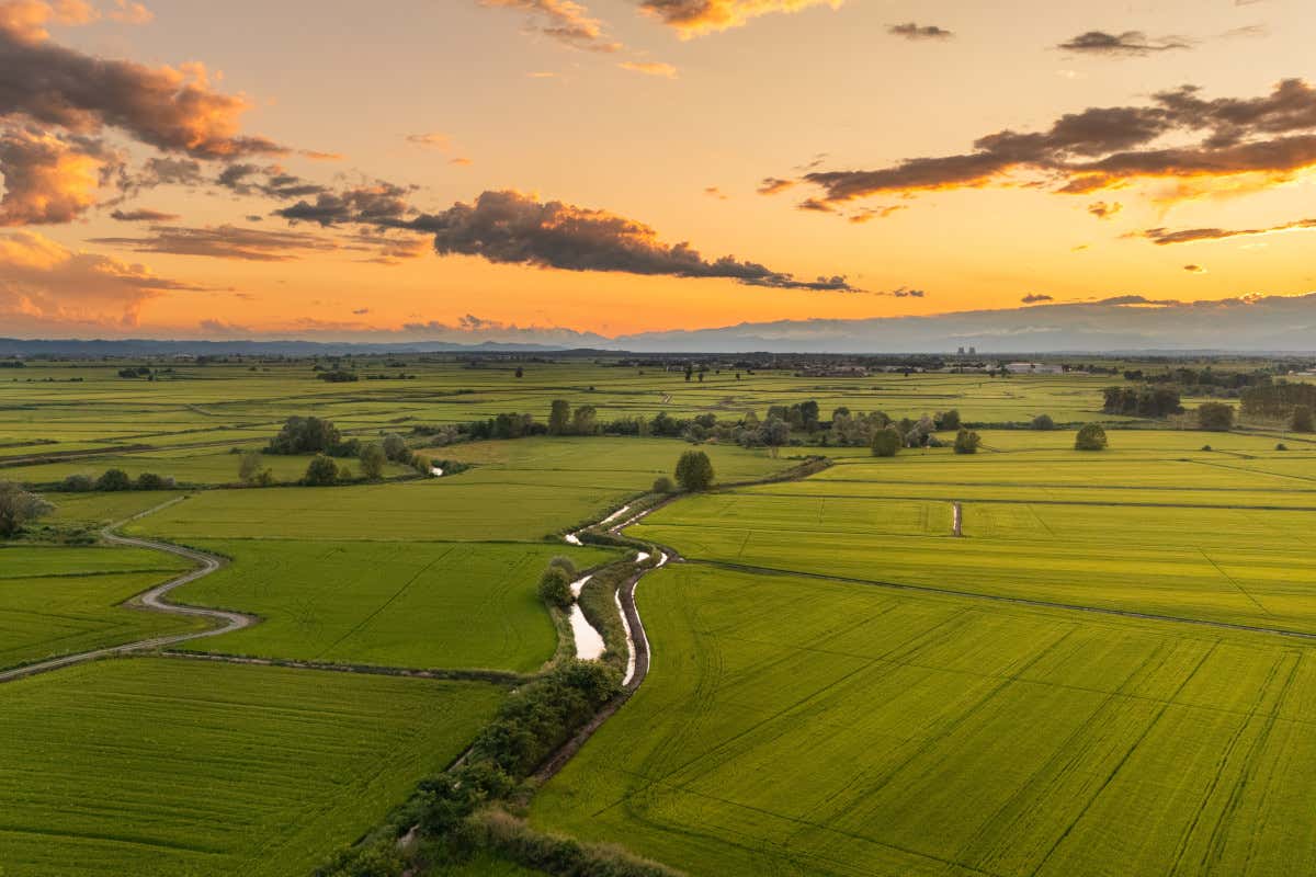 Dal Piemonte al mondo: Vercelli si conferma capitale europea del riso