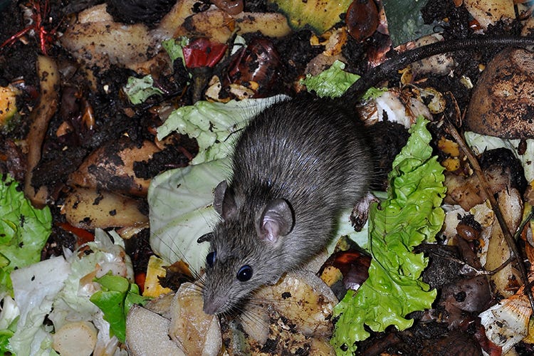 Ratti aggressivi senza rifiuti - Ristoranti chiusi? Ratti in crisi Lotta per il cibo nelle città