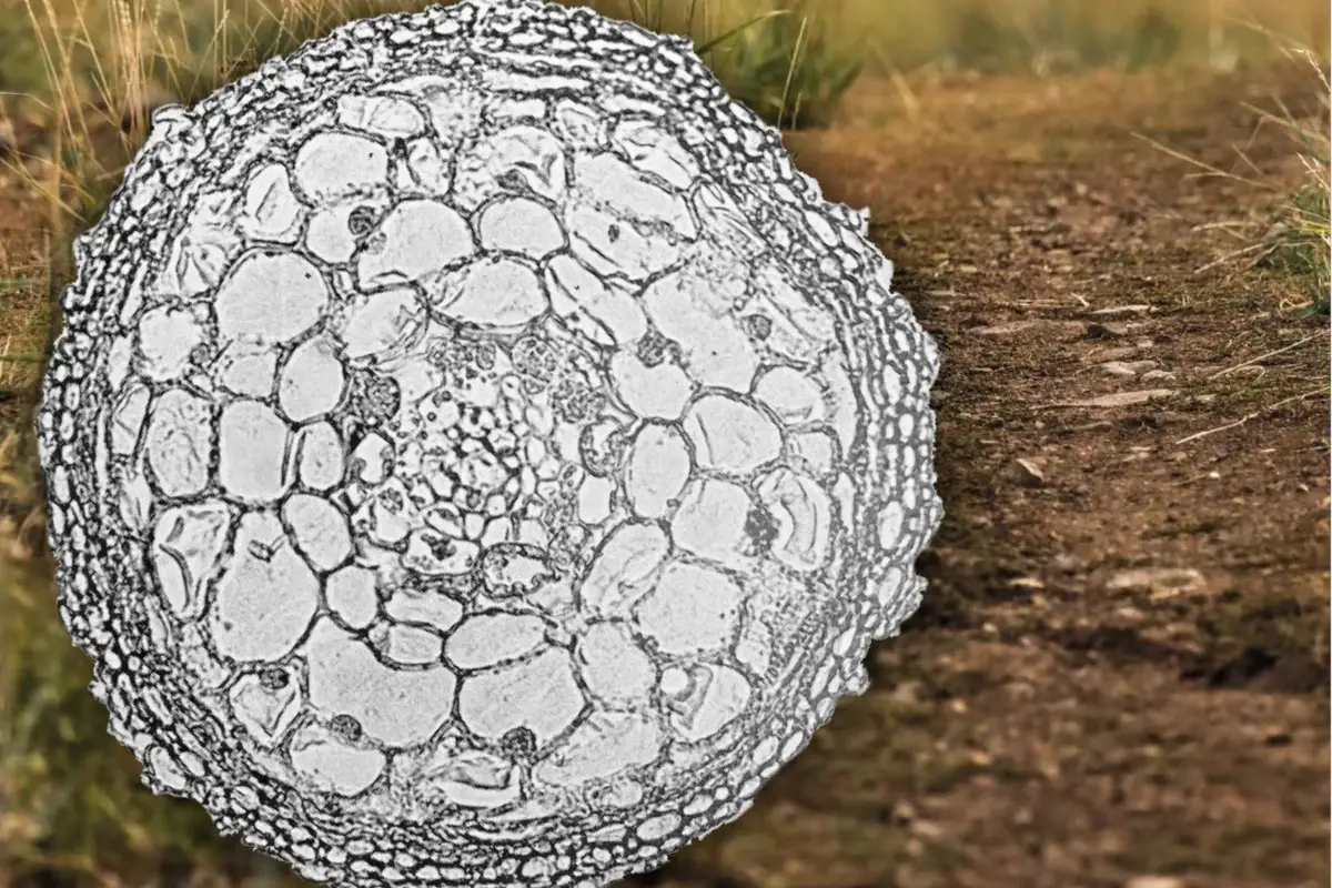  La rivista Accademia del Tartufo nel Mondo, guidata da Giuseppe Cristini, parla un linguaggio internazionale.