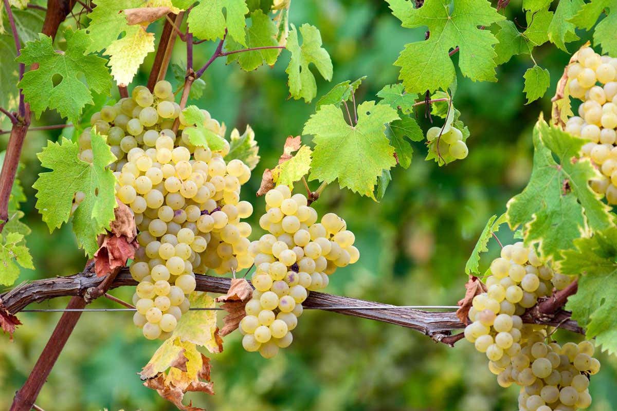 Roero Docg e cucina gourmet: incontro tra Piemonte e Napoli al Caracol