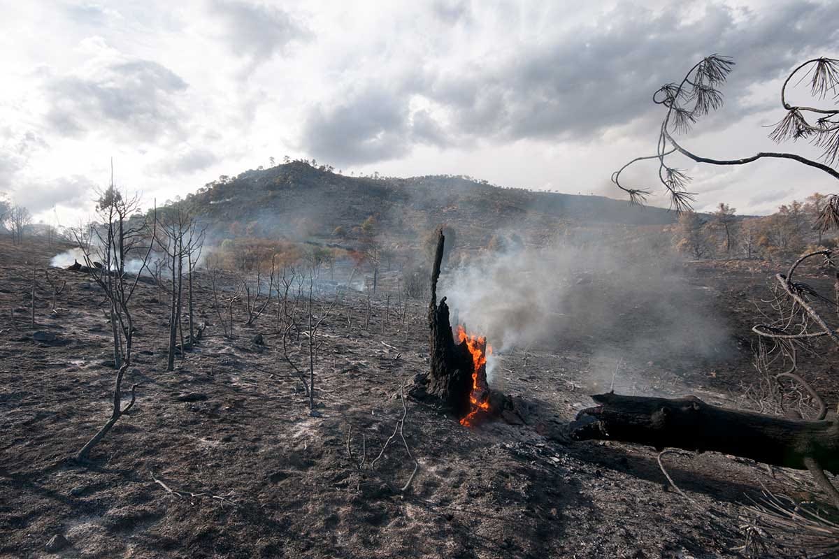 In Italia si accende un incendio ogni 7 minuti L'Italia preda dei roghi estivi: in 40 anni persi 110mila ettari a stagione