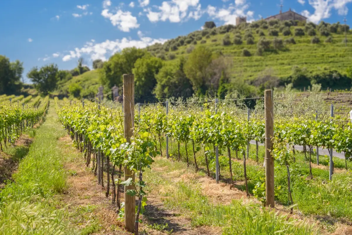 I migliori vini del Lazio secondo il Gambero Rosso Tre Bicchieri 2023 del Lazio, tra luci e ombre