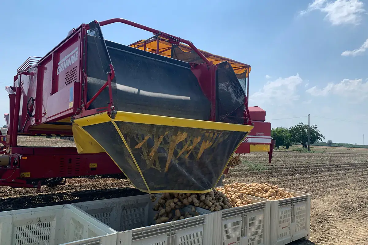 Per Romagnoli F.lli Spa il 2020 si &egrave; chiuso a 42 milioni di euro di fatturato Bilancio in crescita per Romagnoli F.lli Spa grazie a 61mila quintali di patate commercializzate