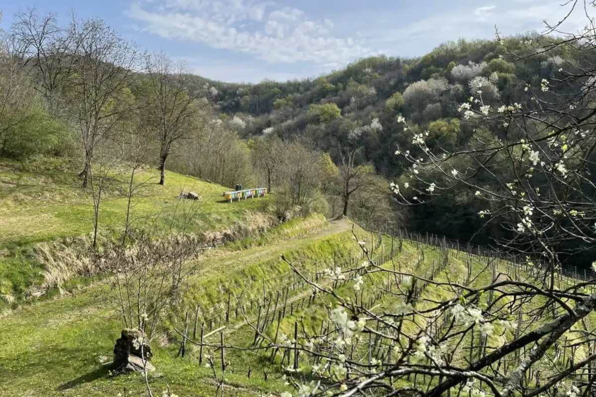 Ronchi R&ograve;, l'agriturismo che fa rete per il territorio