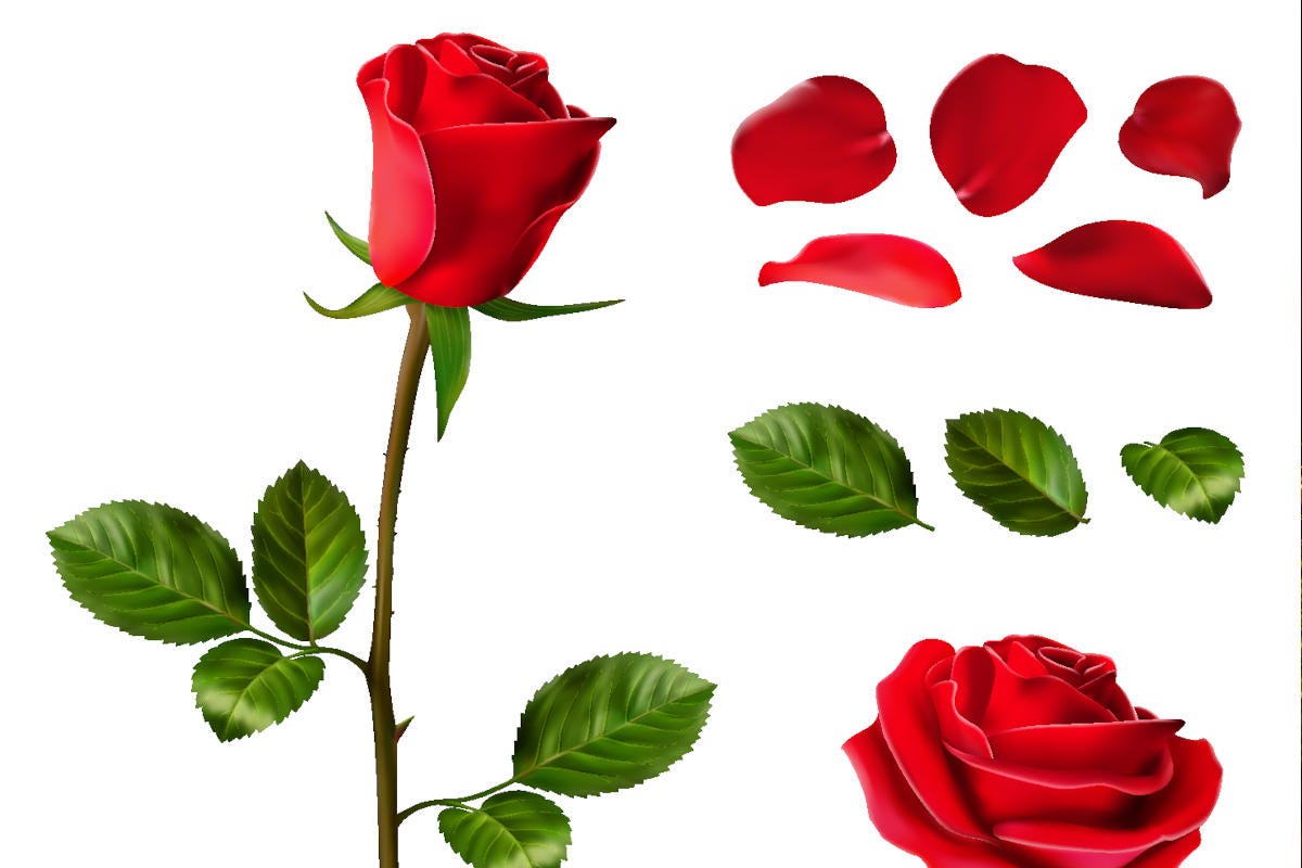 Rosa, quanto mi costi I fiori per San Valentino fanno i conti con  l'inflazione - Italia a Tavola