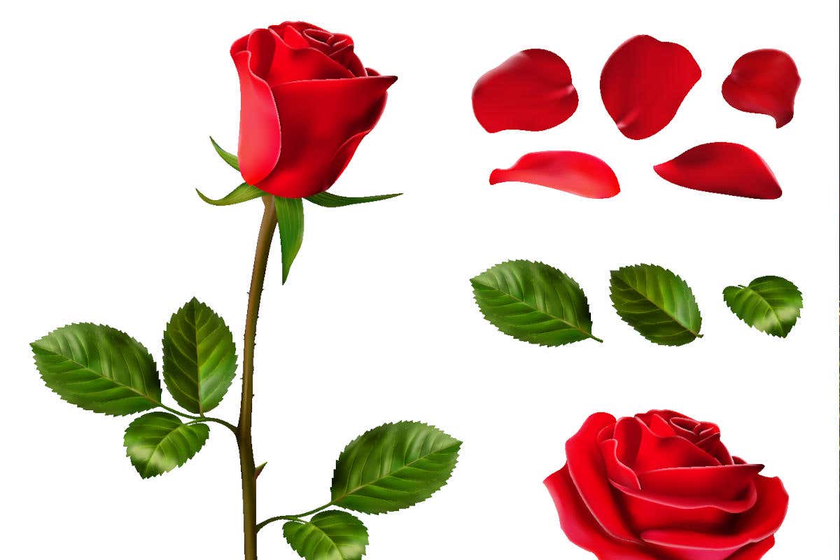 Rosa, quanto mi costi. I fiori per San Valentino fanno i conti con l'inflazione Rosa, quanto mi costi. I fiori per San Valentino fanno i conti con l'inflazione