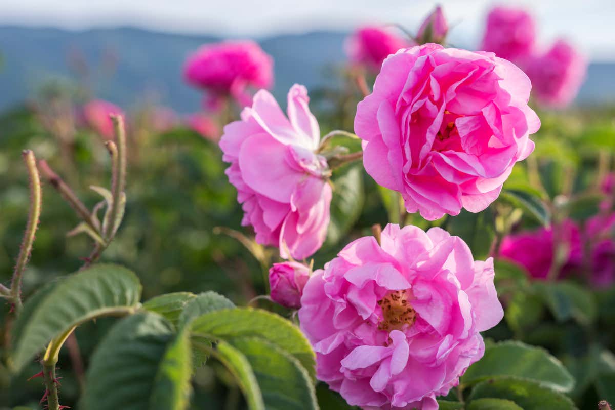 In primavera mangiamo i fiori: dalle rose alle primule che proprietà hanno