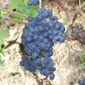 grappolo di Rossese