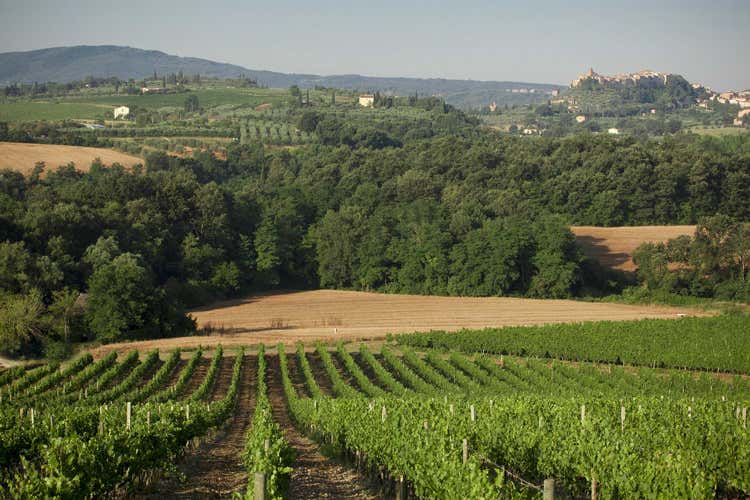 Le vigne dell'azienda Carpineto (I grandi rossi della Toscana nell&rsquo;interpretazione di Carpineto)