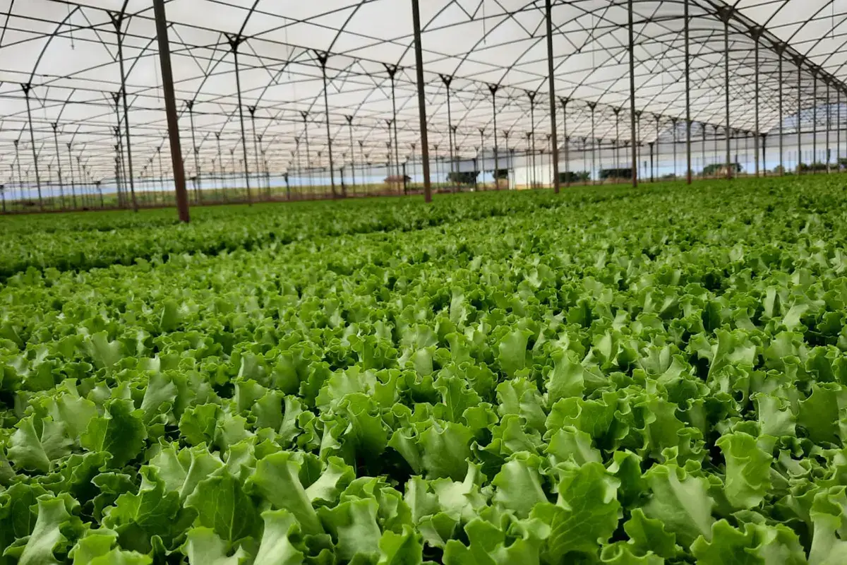 La rucola della Piana del Sele Igp Rucola della Piana del Sele, un anno di Igp