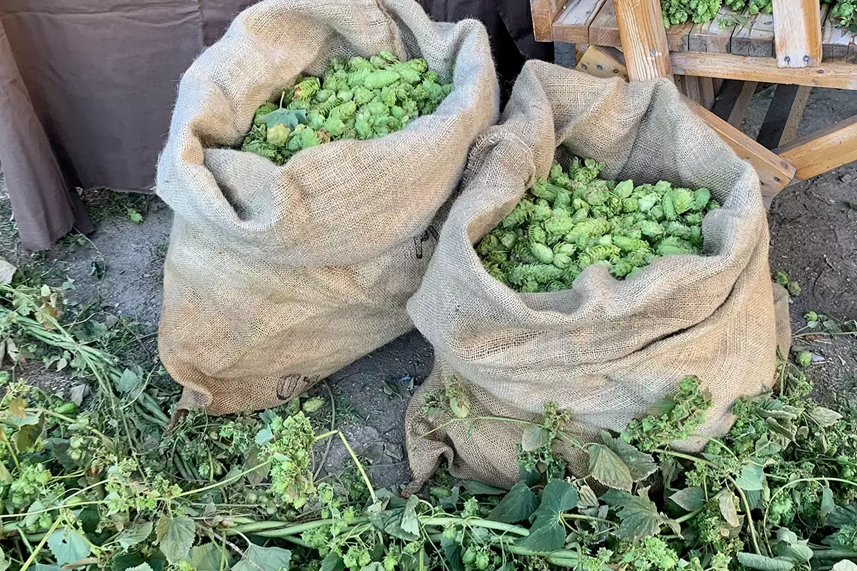 Birra, prezzi in rialzo per il climate change. E in Italia il settore tentenna