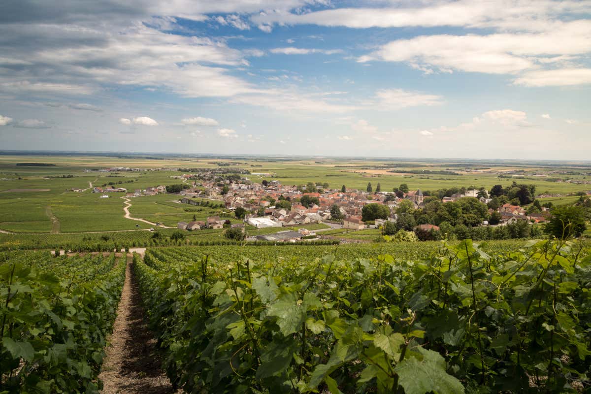 Il villaggio di Avize, dove viene coltivata l'uva per il Blanc de Blancs di Louis Roederer