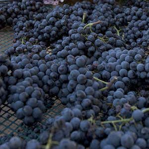 uva Sagrantino