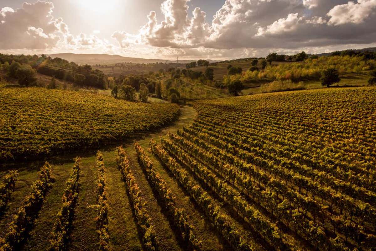 Un territorio unico Anteprima Montefalco Sagrantino, vendemmia 2018 da quattro stelle Un territorio unico Anteprima Montefalco Sagrantino, vendemmia 2018 da quattro stelle